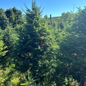 2025 Balsam Fir