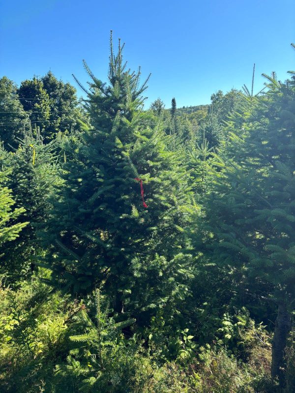 2025 Balsam Fir