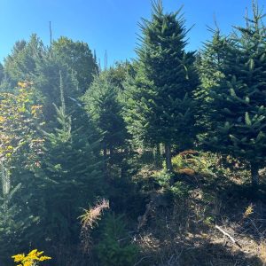 2025 Balsam Fir