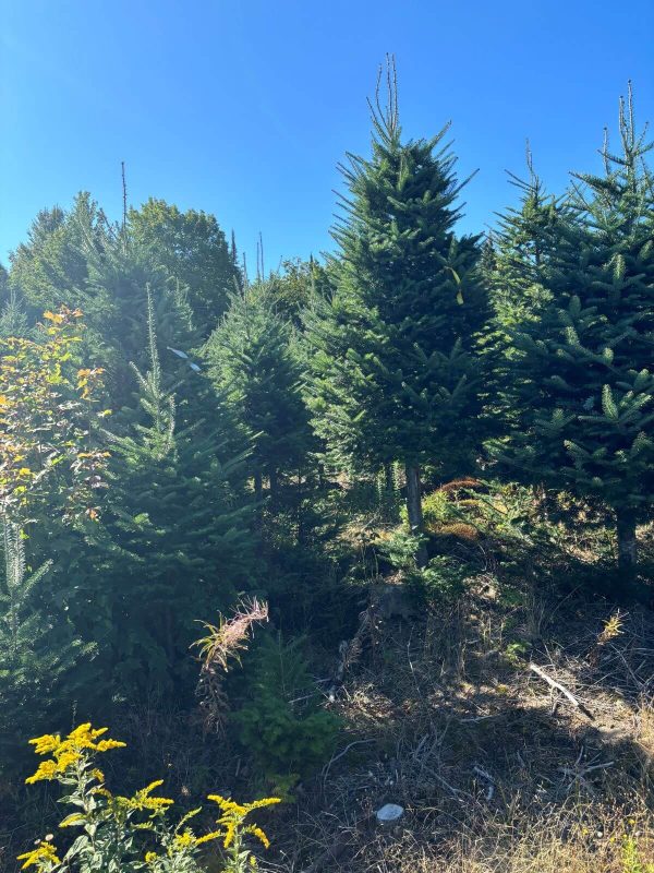 2025 Balsam Fir