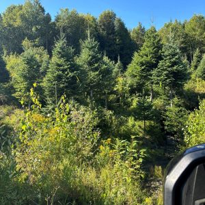 2025 Balsam Fir