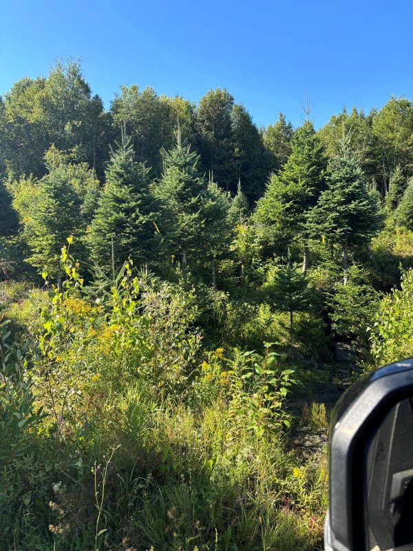 2025 Balsam Fir