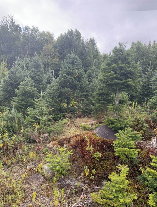 2025 Balsam Fir