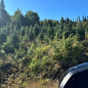 2025 Balsam Fir
