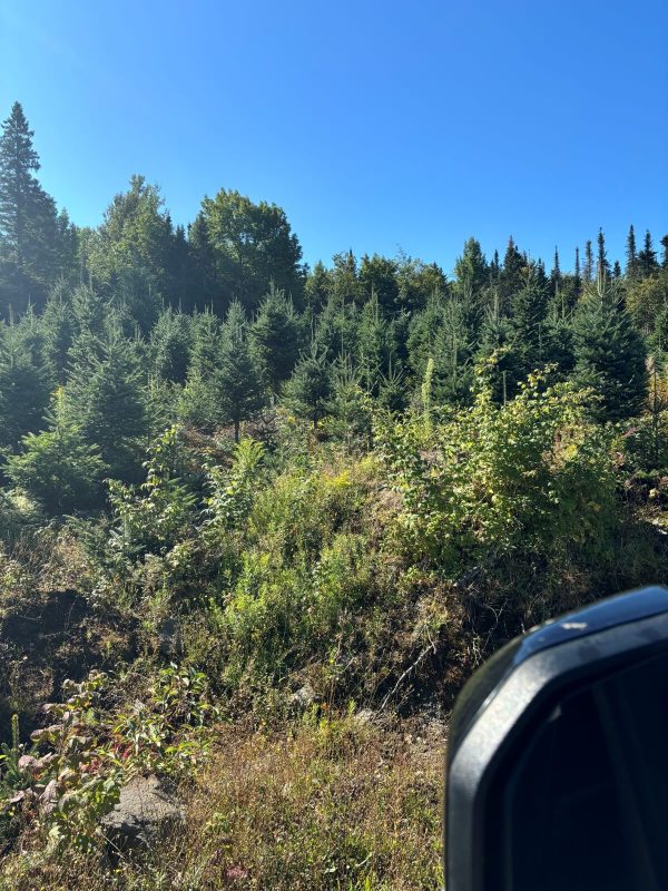 2025 Balsam Fir